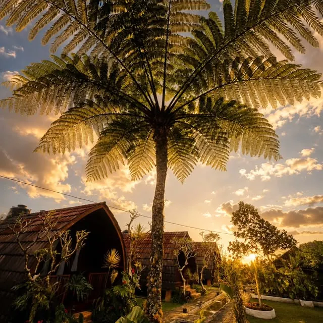 Lumbung roofs and a tall tree fern silhouetted against a golden evening sky