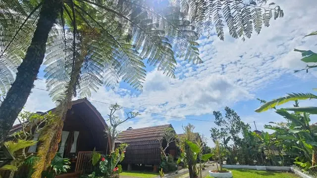 Lumbung cottages among tree ferns and lawn under a bright sky